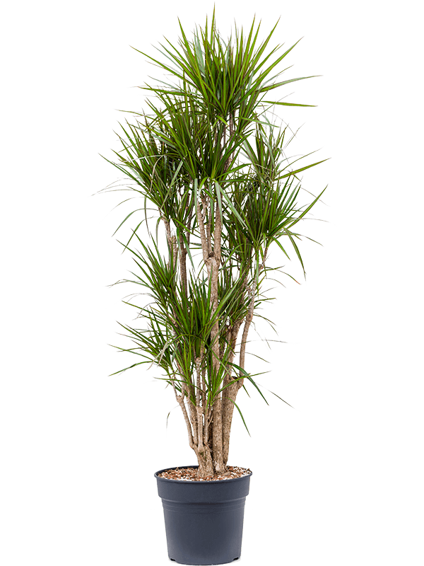 Dracaena marginata