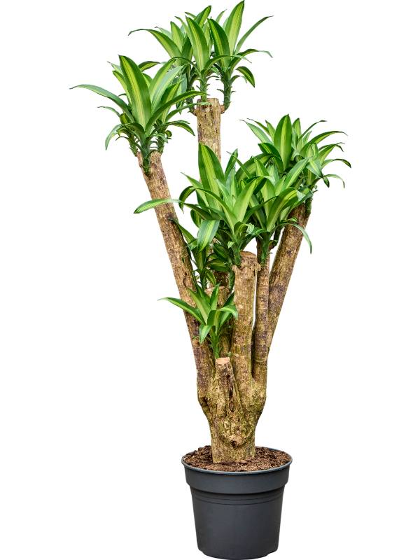 Dracaena fragrans 'Massangeana'