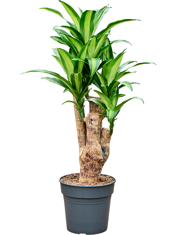 Dracaena fragrans 'Massangeana'
