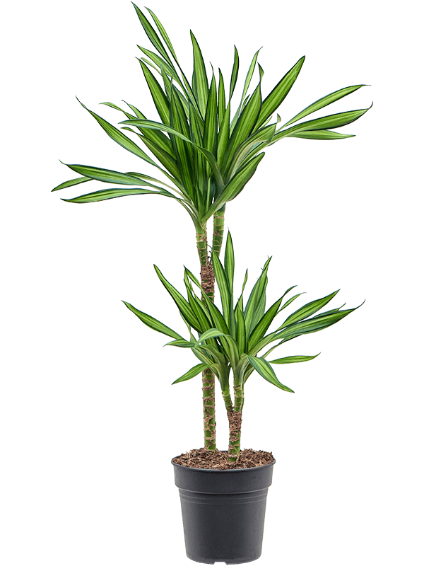 Dracaena fragrans 'Riki'