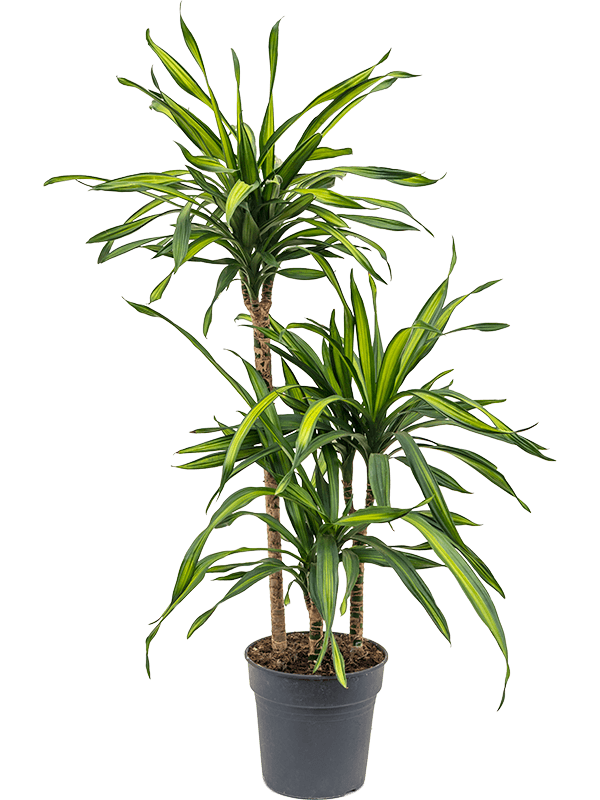 Dracaena fragrans 'Riki'