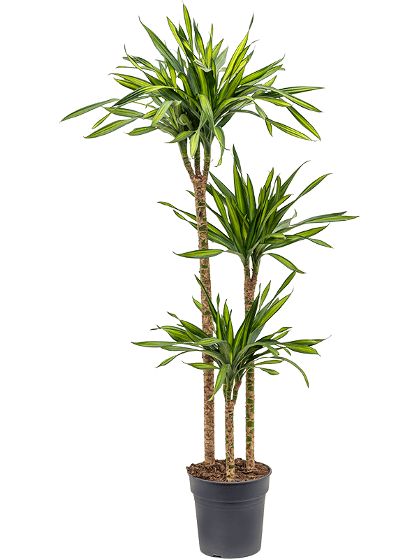 Dracaena fragrans 'Riki'