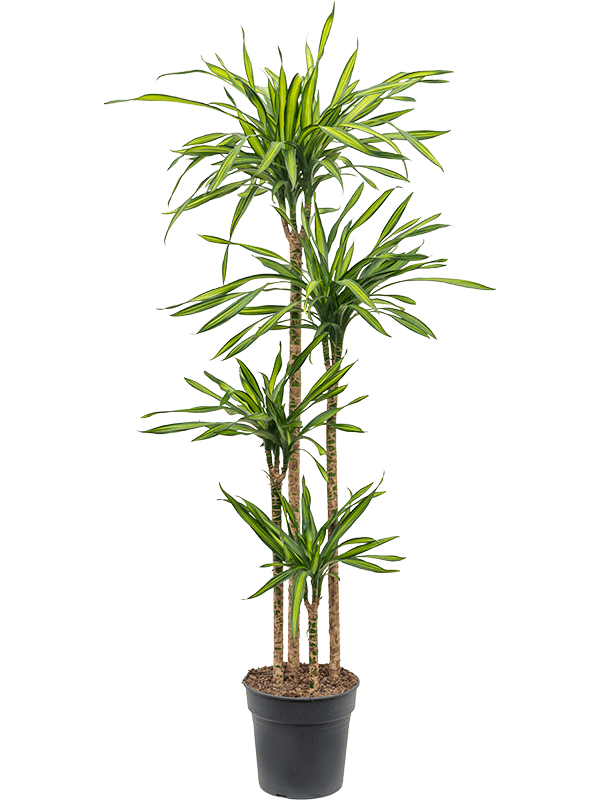 Dracaena fragrans 'Riki'