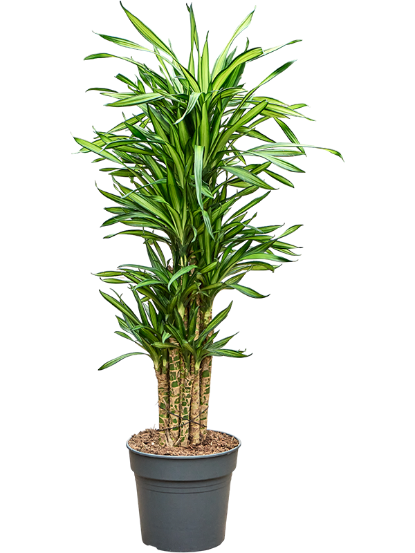 Dracaena fragrans 'Riki'