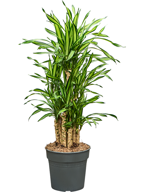 Dracaena fragrans 'Riki'