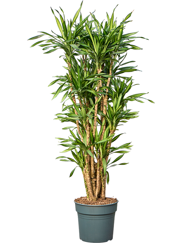 Dracaena fragrans 'Riki'