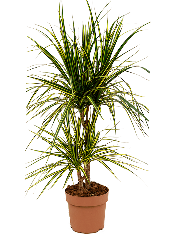 Dracaena marginata 'Sunray'