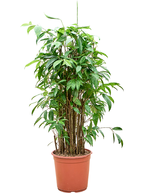 Dracaena surculosa (90-120)