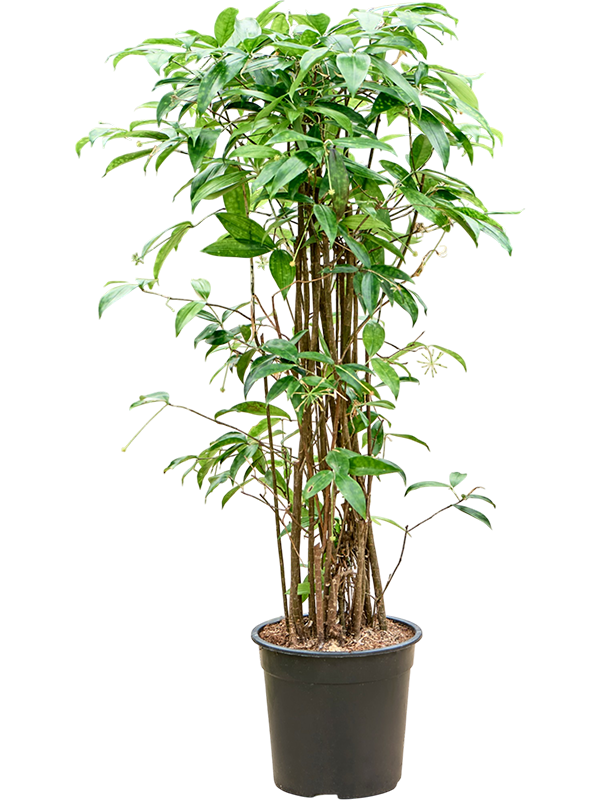 Dracaena surculosa (125-150)