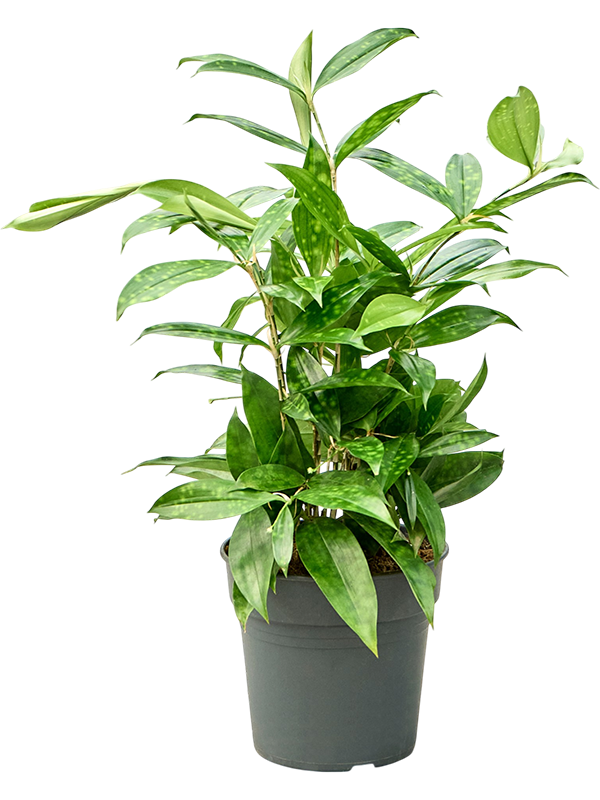 Dracaena surculosa