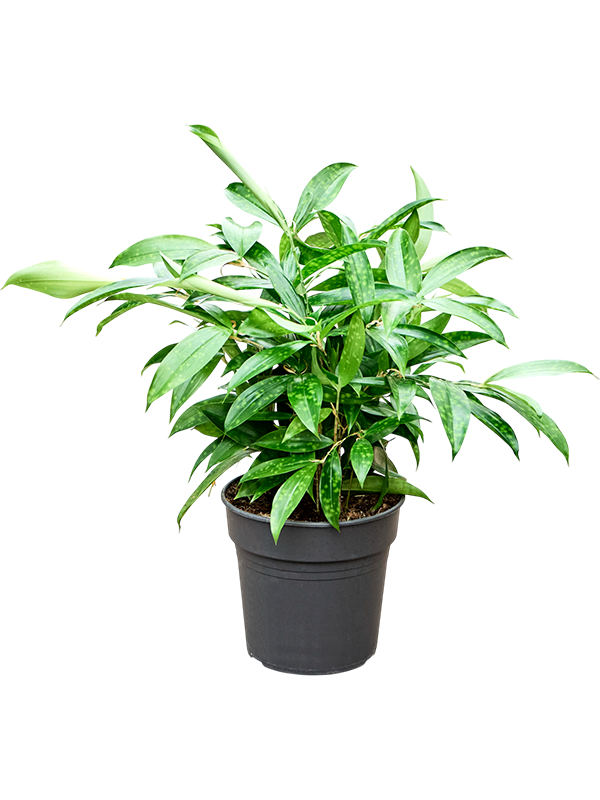 Dracaena surculosa