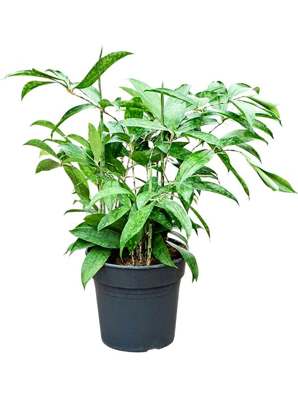 Dracaena surculosa