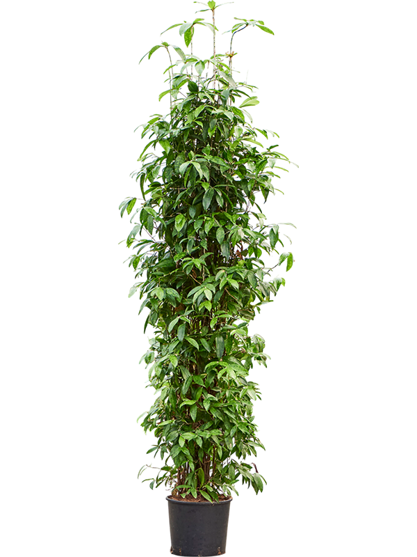 Dracaena surculosa