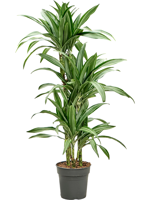 Dracaena fragrans 'Ulises'
