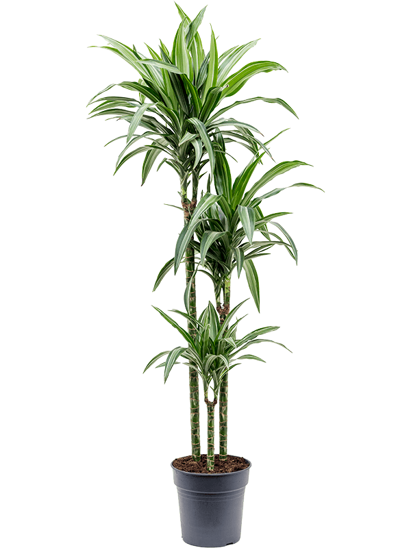 Dracaena fragrans 'Ulises'