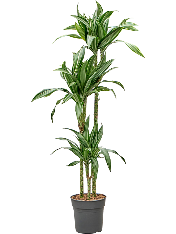 Dracaena fragrans 'Ulises'