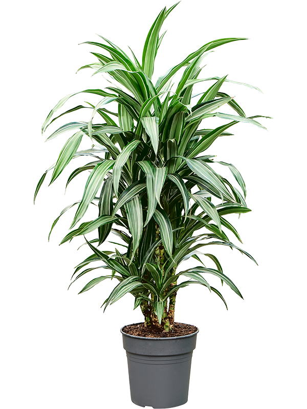 Dracaena fragrans 'Ulises'