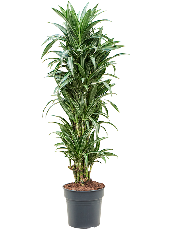 Dracaena fragrans 'Ulises'