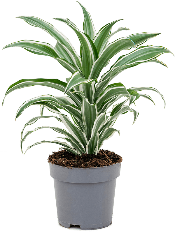 Dracaena fragrans 'White Jewel'