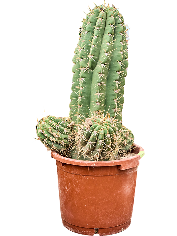 Echinopsis atacamensis 'Pasacana'