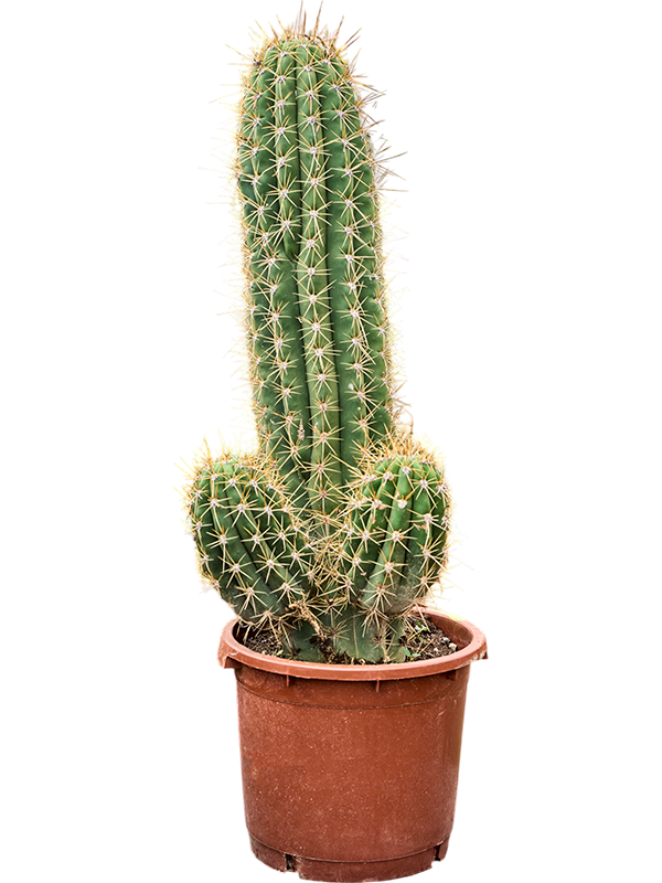 Echinopsis atacamensis 'Pasacana' (130-150)