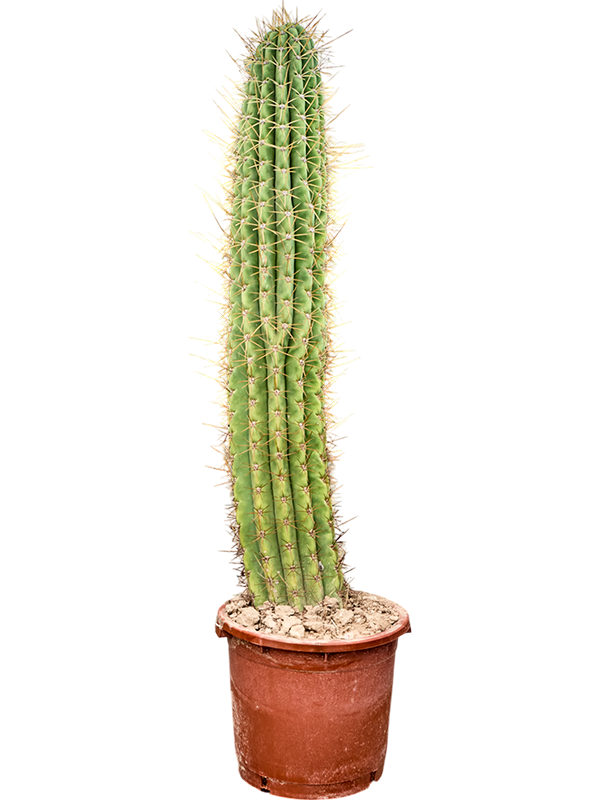 Echinopsis atacamensis 'Pasacana'