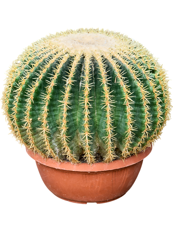 Echinocactus grusonii 'Intermedius'