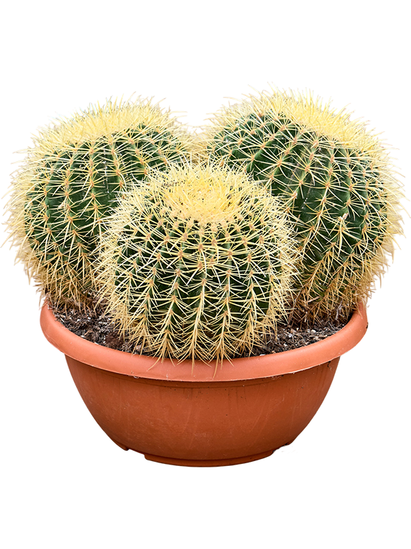 Echinocactus grusonii