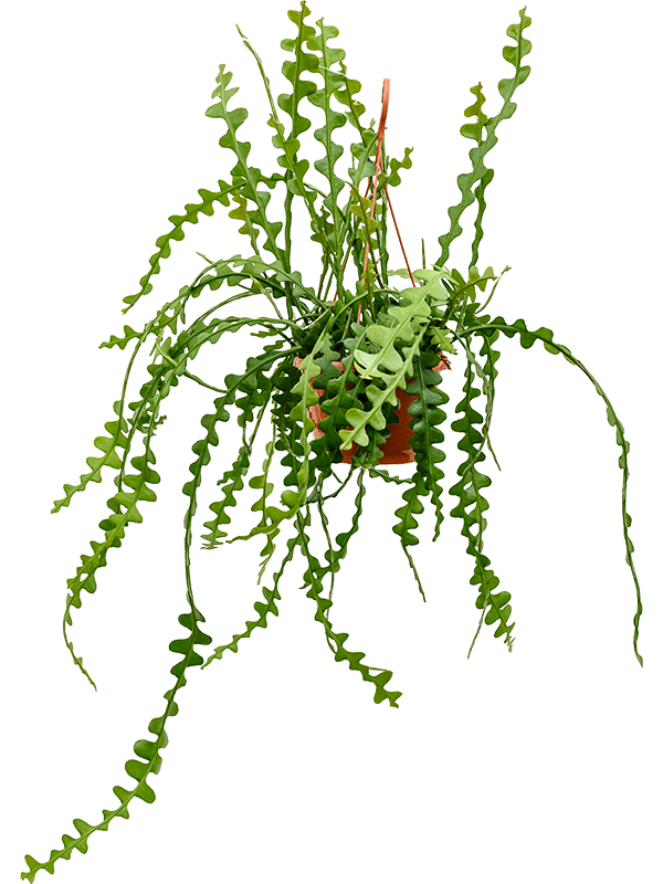 Epiphyllum anguliger