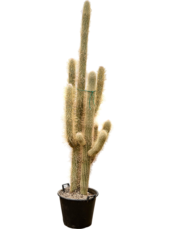 Espostoa lanata