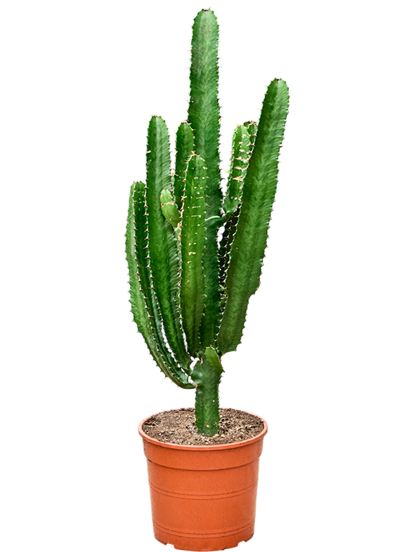 Euphorbia acrurensis