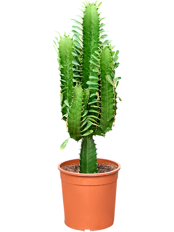 Euphorbia acrurensis