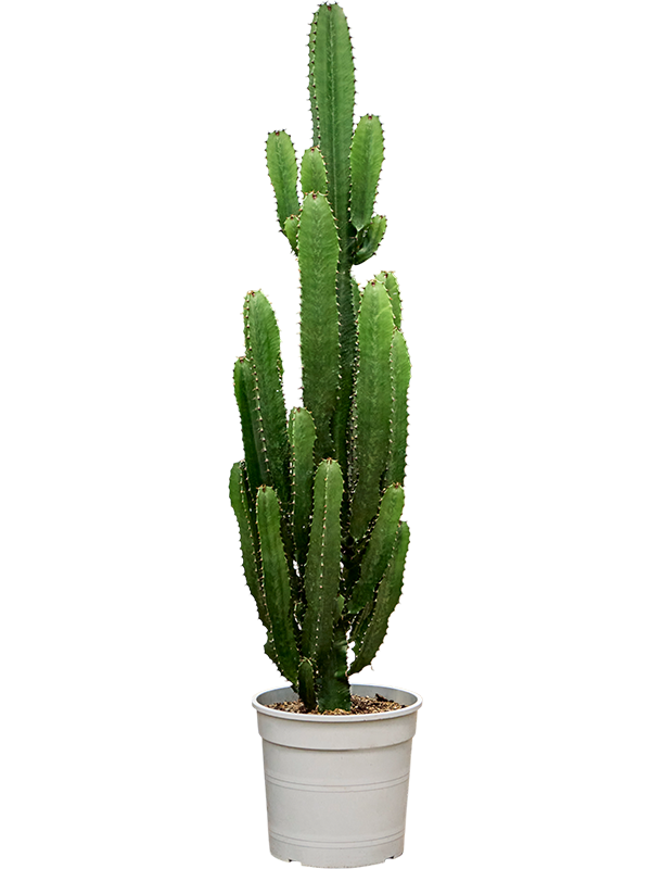 Euphorbia acrurensis