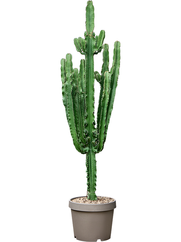 Euphorbia erytrea