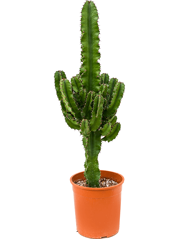 Euphorbia erytrea