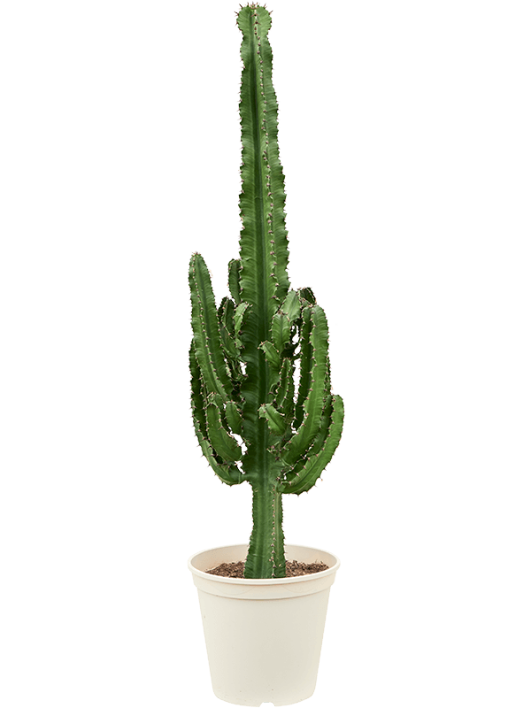 Euphorbia erytrea