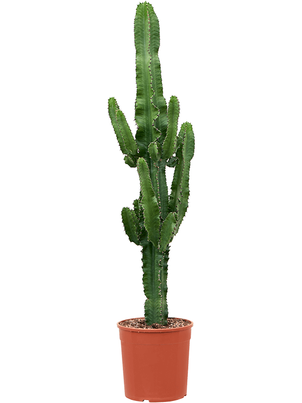 Euphorbia erytrea