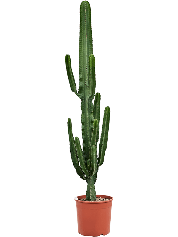 Euphorbia erytrea