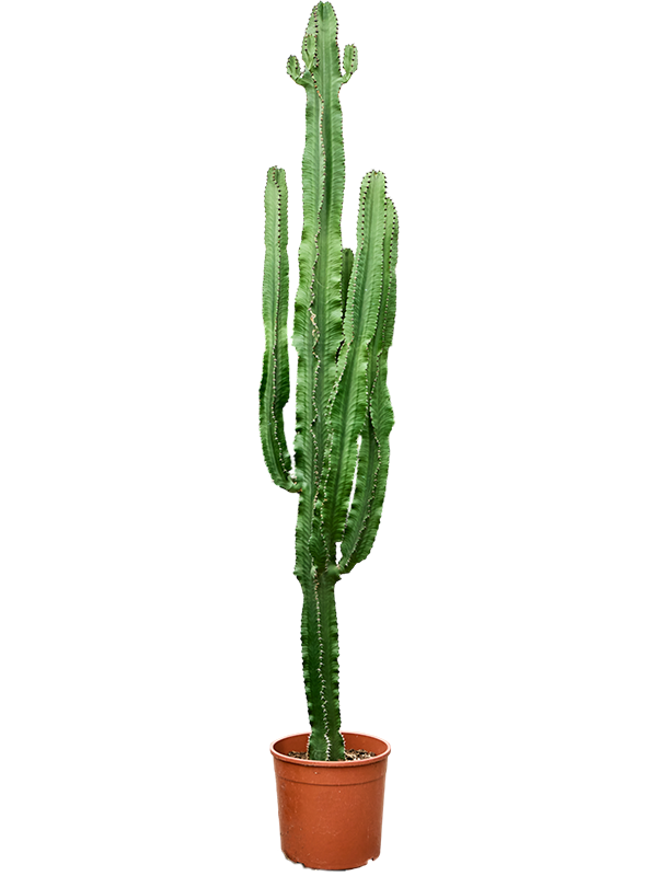 Euphorbia erytrea (180-200)