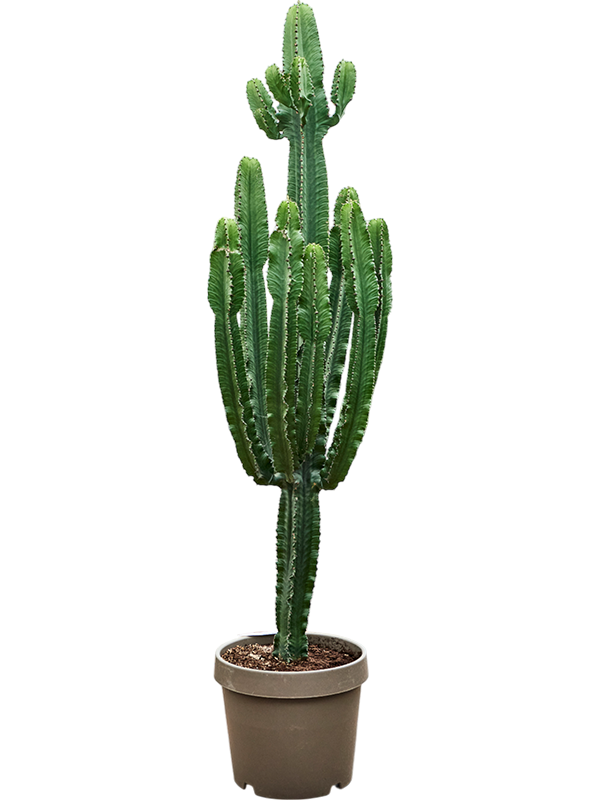 Euphorbia erytrea (190-250)
