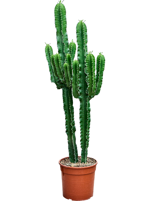 Euphorbia erytrea