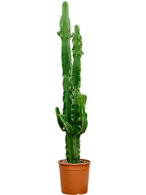 Euphorbia erytrea