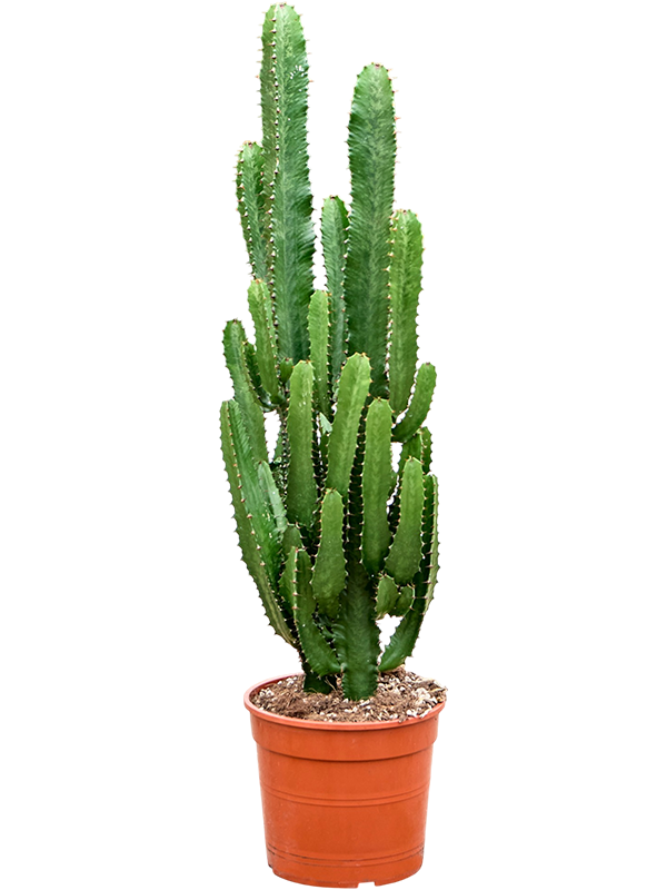 Euphorbia erytrea