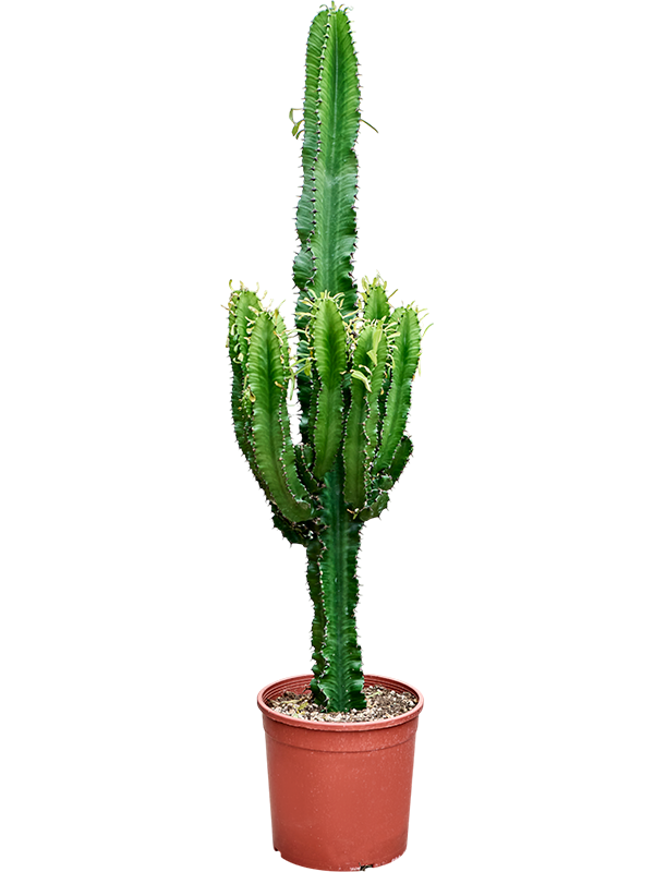Euphorbia erytrea (140-160)