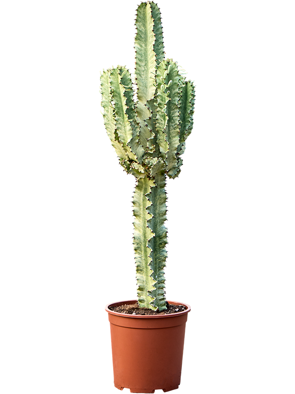 Euphorbia erytrea 'Variegata'