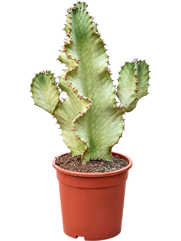 Euphorbia ingens marmorata (60-70)