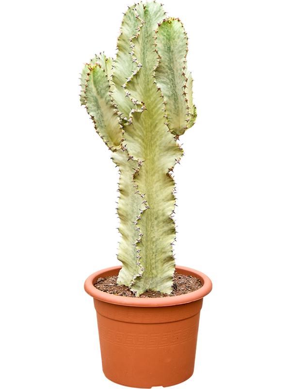 Euphorbia ingens marmorata (70-80)