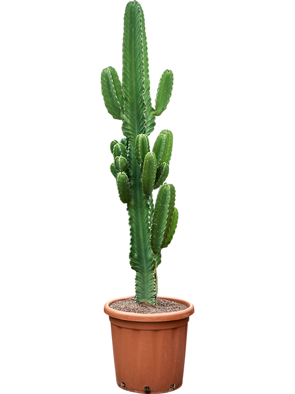 Euphorbia ingens (140-160)