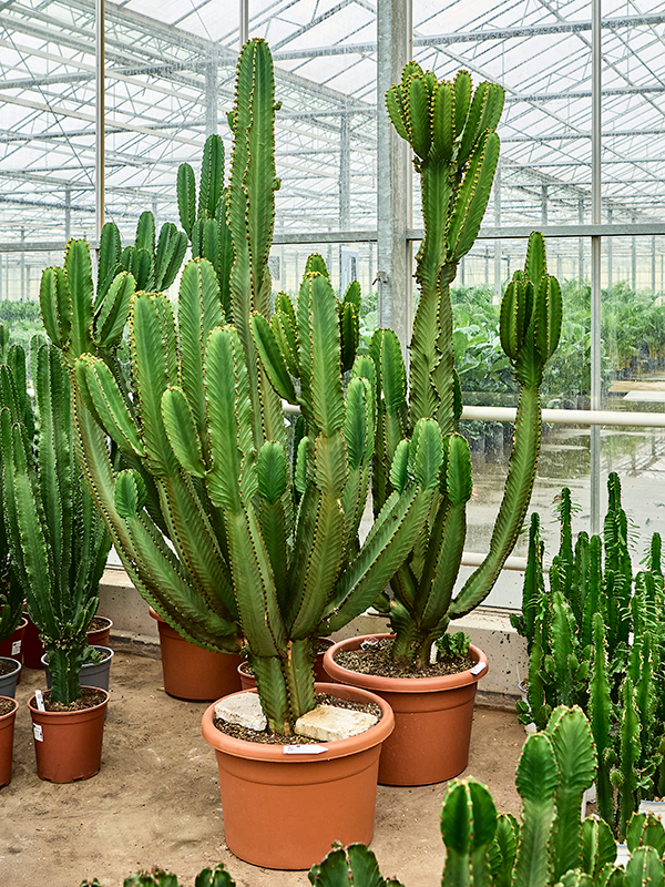 Euphorbia ingens