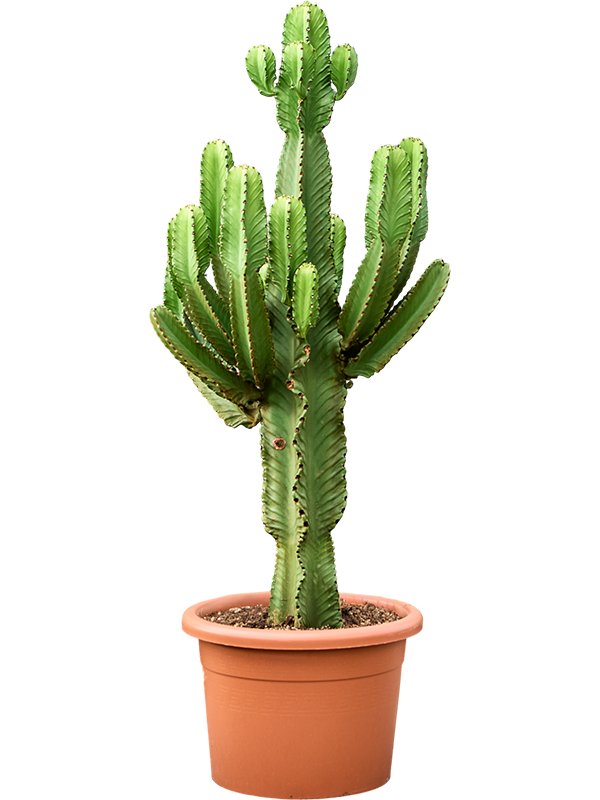 Euphorbia ingens (160-180)